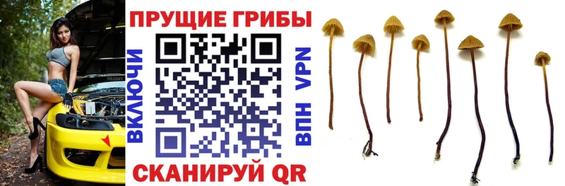 Псилоцибиновые грибы GOLDEN TEACHER  Купить  Калининец 